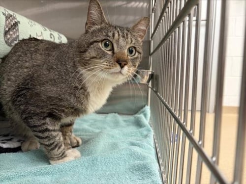 *KORNELEOUS - Domestic Short Hair available for adoption