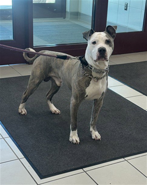 ROBIN - American Pit Bull Terrier available for adoption