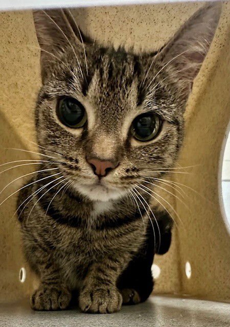 RAVEN - Domestic Short Hair available for adoption