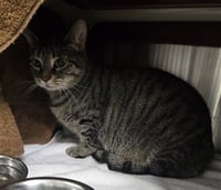 *BITTY KITTY - Photo 1
