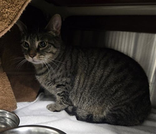 *BITTY KITTY - Domestic Short Hair available for adoption