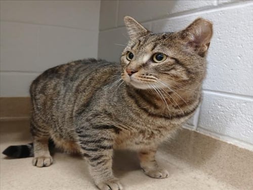 *SOCK - Domestic Short Hair available for adoption
