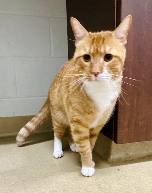 WRANGLER - Domestic Short Hair available for adoption