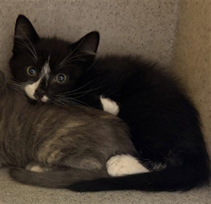 OZZY - Domestic Short Hair available for adoption