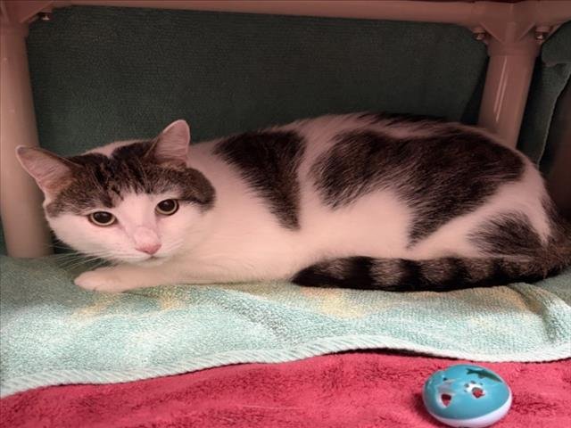 *UPTOWN CAT Image