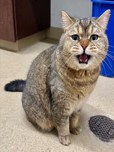 SIMON PETER - British Shorthair available for adoption