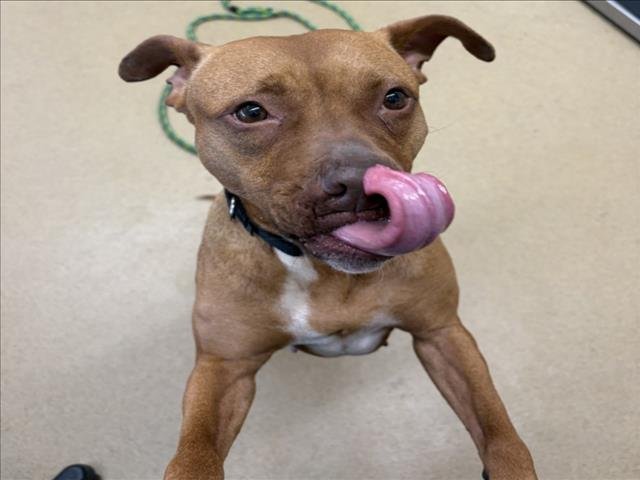 *OLIVIA - American Pit Bull Terrier available for adoption