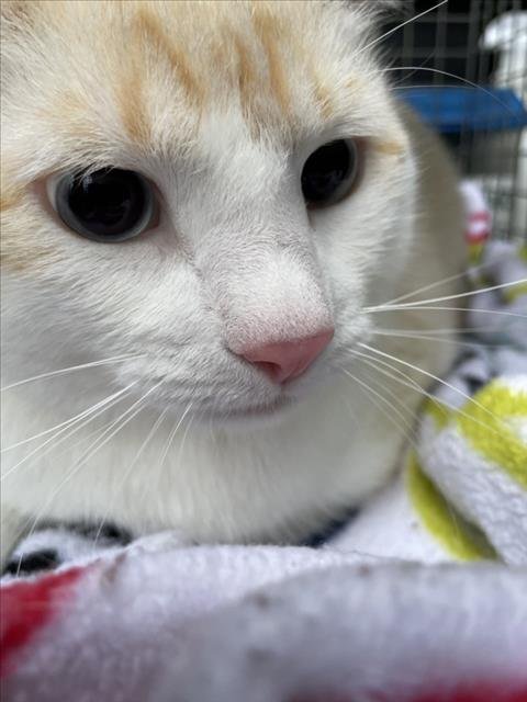 CHRISTOPHER - Domestic Short Hair available for adoption