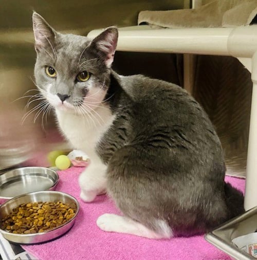 ALFIE - Domestic Short Hair available for adoption