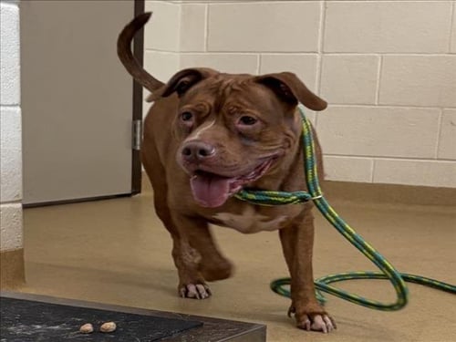 GINGER - American Pit Bull Terrier available for adoption