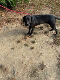 *FOXY - Labrador Retriever / American Pit Bull Terrier available for adoption