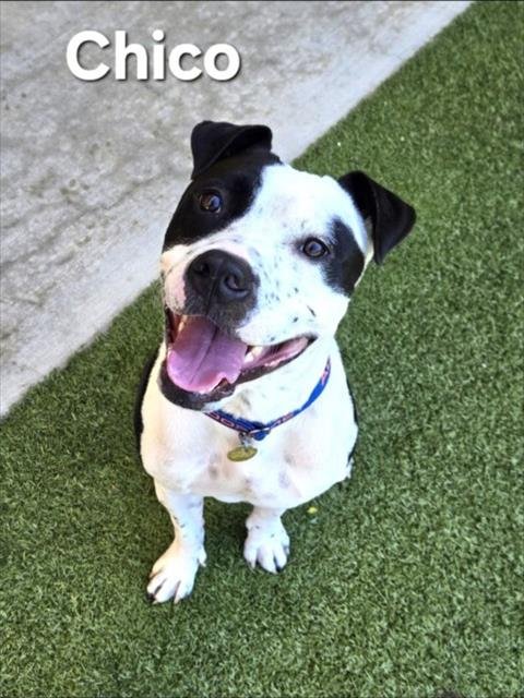 CHICO - American Pit Bull Terrier available for adoption