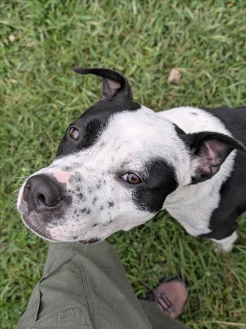 CHICO - American Pit Bull Terrier available for adoption