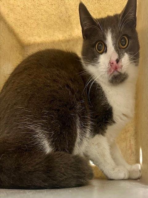 *AMIT - Domestic Short Hair available for adoption