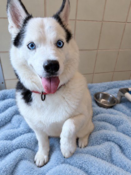 SNOW - Siberian Husky for adoption in Rockville