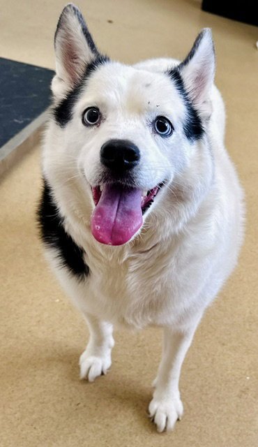 SNOW - Siberian Husky available for adoption