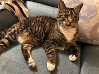 *EMERY - Domestic Short Hair available for adoption