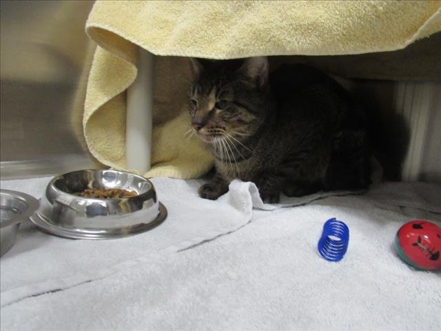 *WOOL - Domestic Short Hair available for adoption