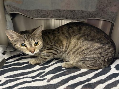 *AGATE - Domestic Short Hair available for adoption