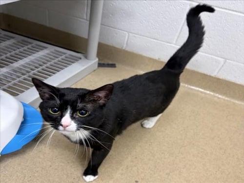 CHOSEN - Domestic Short Hair available for adoption