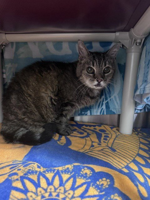 *JOSEPHINA - Domestic Short Hair available for adoption