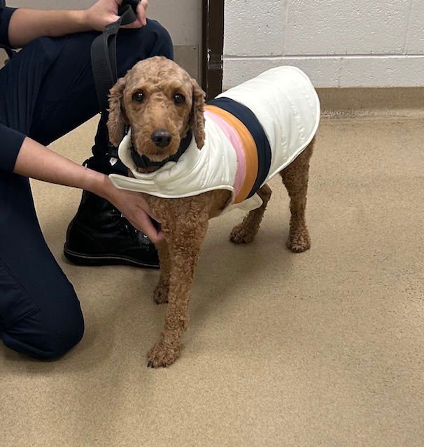 HANNAH - Golden Retriever / Poodle (Standard) available for adoption