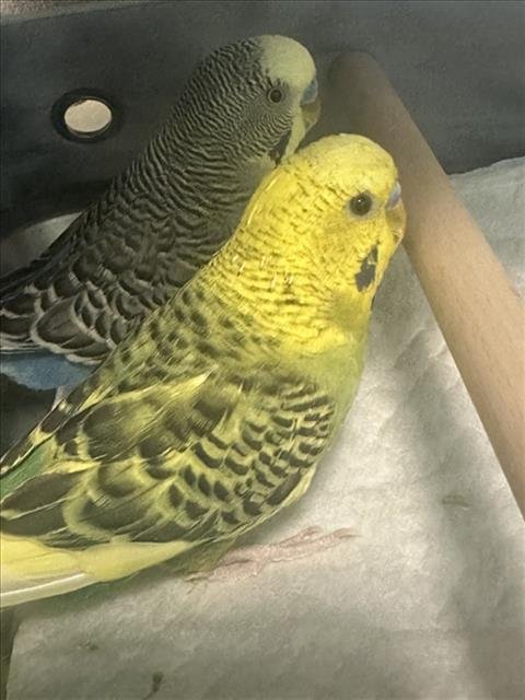 RINGO - Parakeet - Other available for adoption