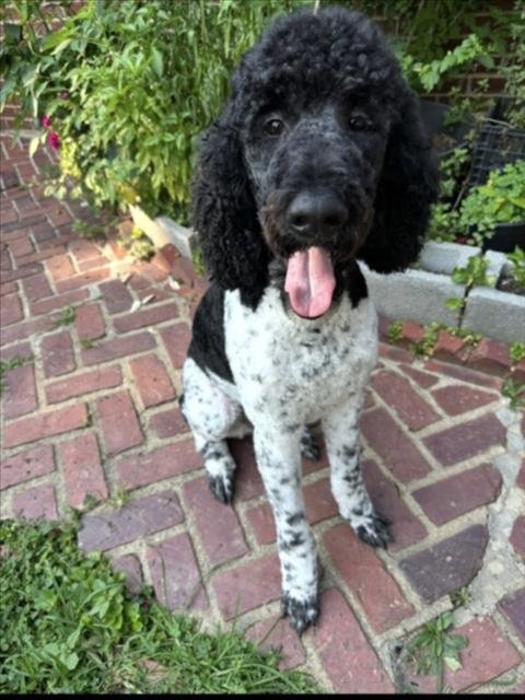 SONIC - Poodle (Standard) available for adoption