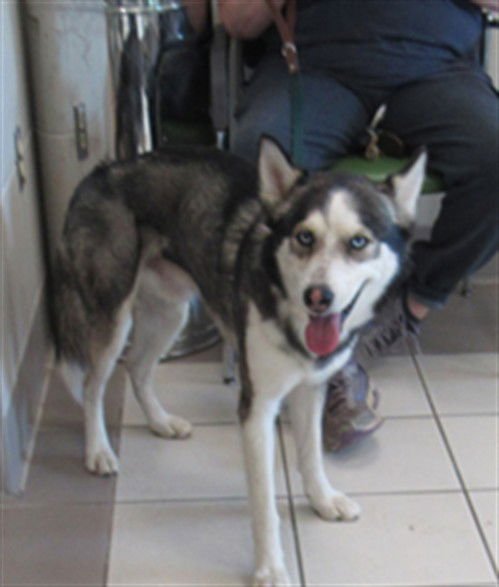 *SPRINTER - Siberian Husky available for adoption