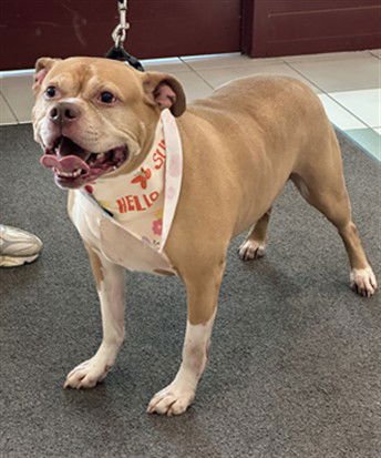 *HUGHES - American Pit Bull Terrier available for adoption