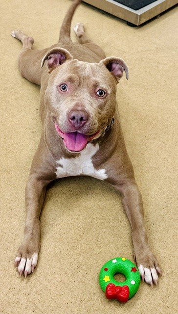 *LOLITA - American Pit Bull Terrier available for adoption