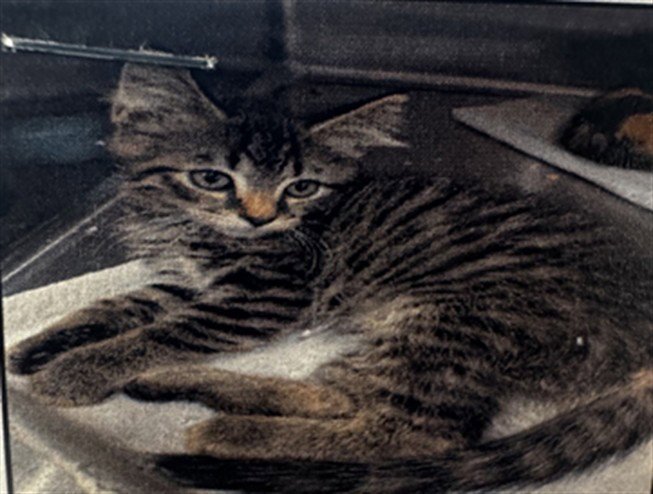 ARCHIE Image