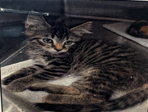 ARCHIE - Domestic Short Hair available for adoption