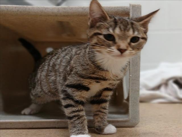 *AGATHA - Domestic Short Hair available for adoption