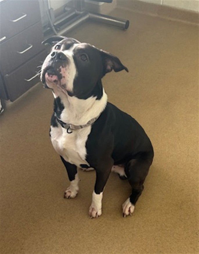 PESO - American Pit Bull Terrier available for adoption