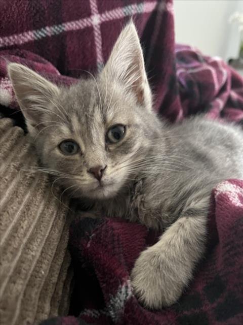 *BECKY - Domestic Medium Hair available for adoption