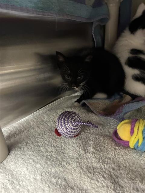 TWILA - Domestic Short Hair available for adoption