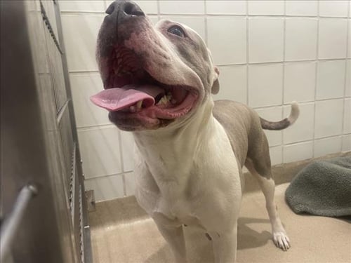 *HADLEY - American Pit Bull Terrier available for adoption