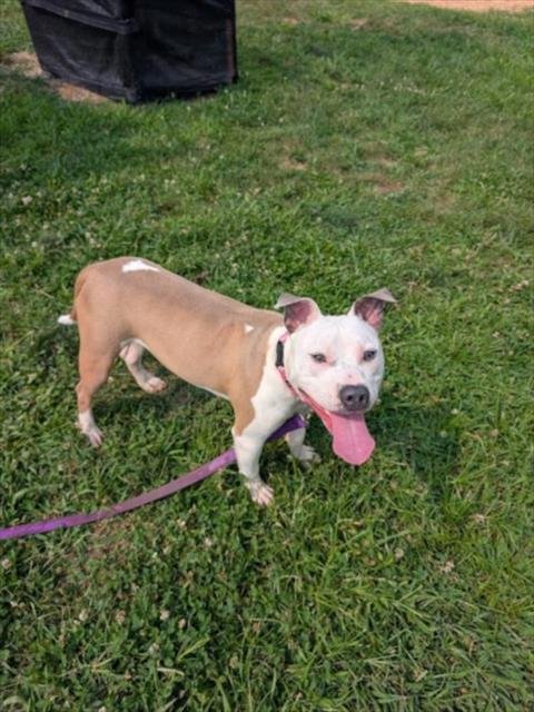 *BRINK - American Pit Bull Terrier available for adoption