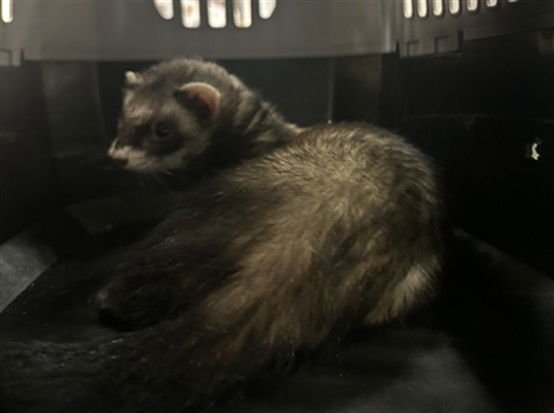 WILLOW - Ferret available for adoption