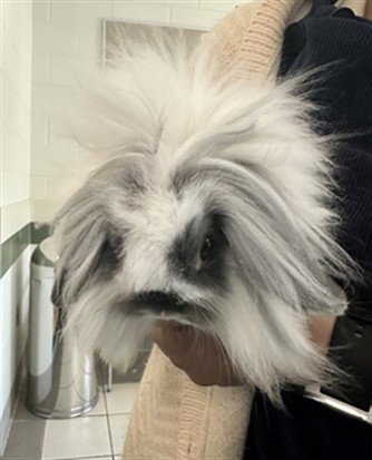 OZZY - Longhaired Rabbit / Holland Lop available for adoption