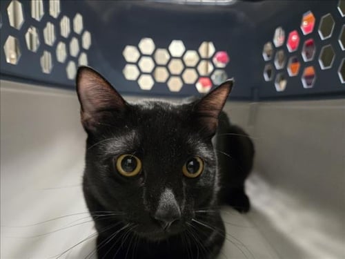 *SHARPIE - Domestic Short Hair available for adoption