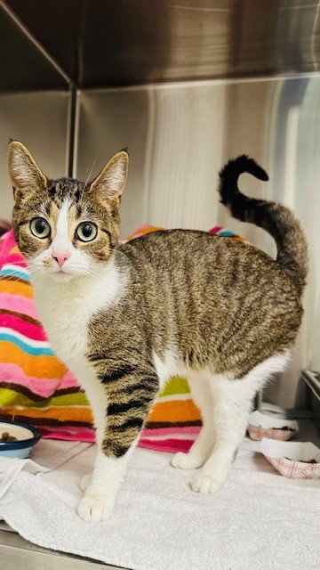 *TABBYTHA - Domestic Short Hair available for adoption