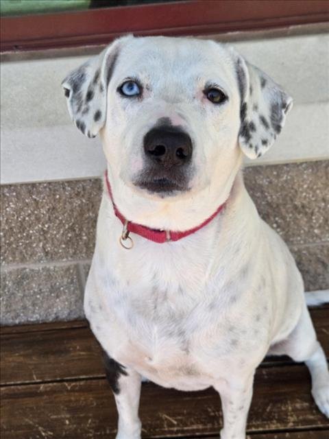 JOLIE - Dalmatian available for adoption