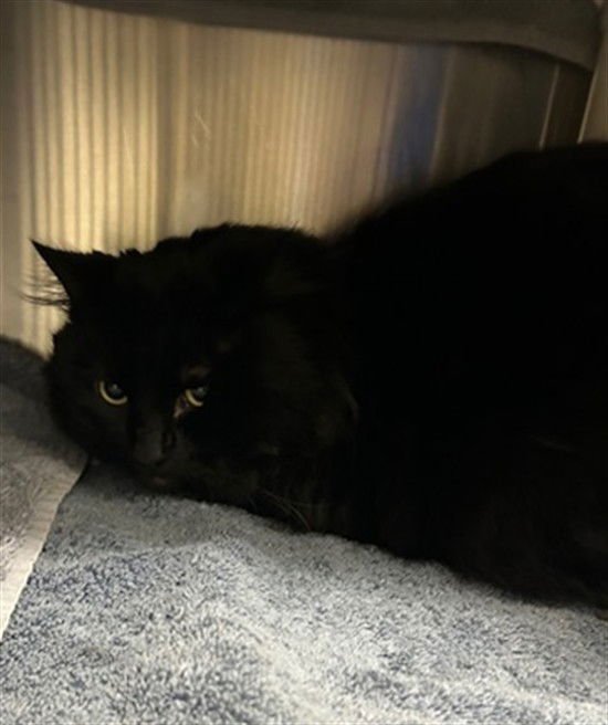 *TED GUNDERSON - Domestic Long Hair available for adoption