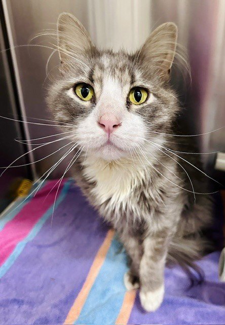 *SUNSET - Domestic Long Hair available for adoption