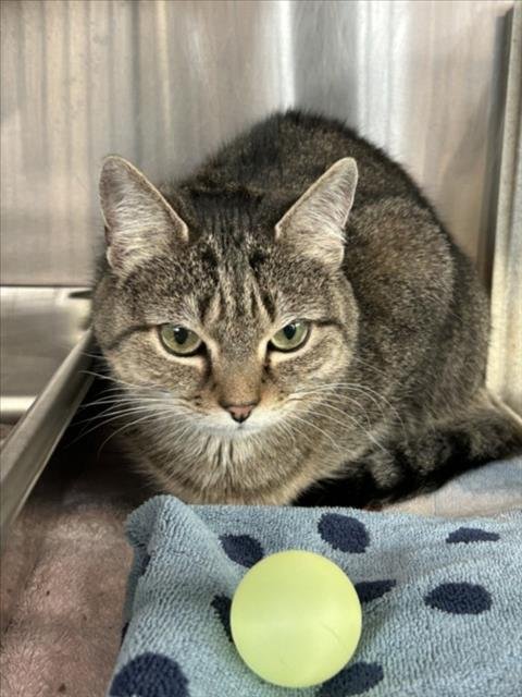 EMMA BOTO - Domestic Short Hair available for adoption