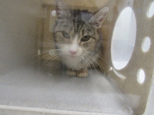 *SHERRY - Domestic Short Hair available for adoption