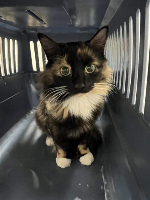 CLEO - Domestic Medium Hair available for adoption