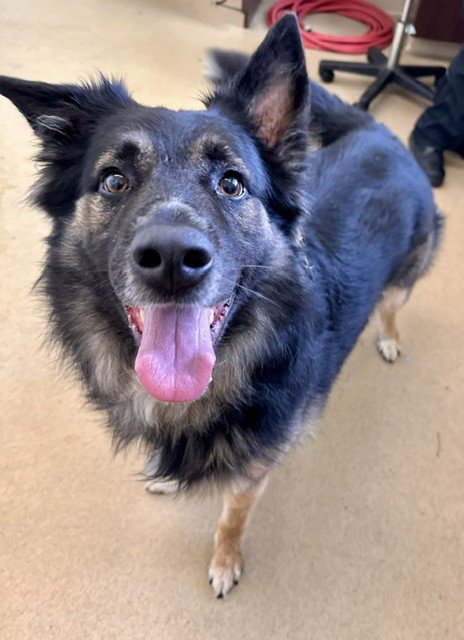 PABLO - German Shepherd Dog available for adoption